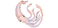 Squid